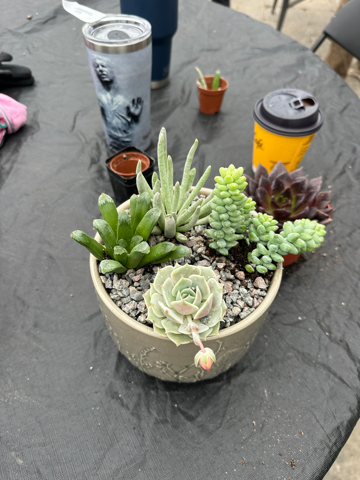 Succulent Workshop