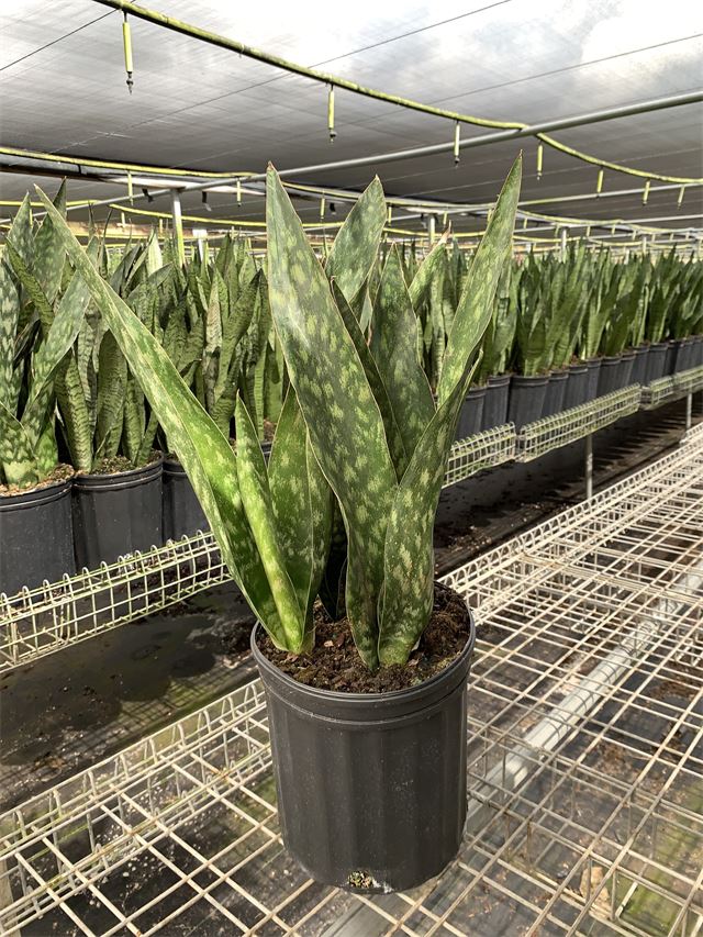 Sansevieria trifasciata, 'Jaboa'