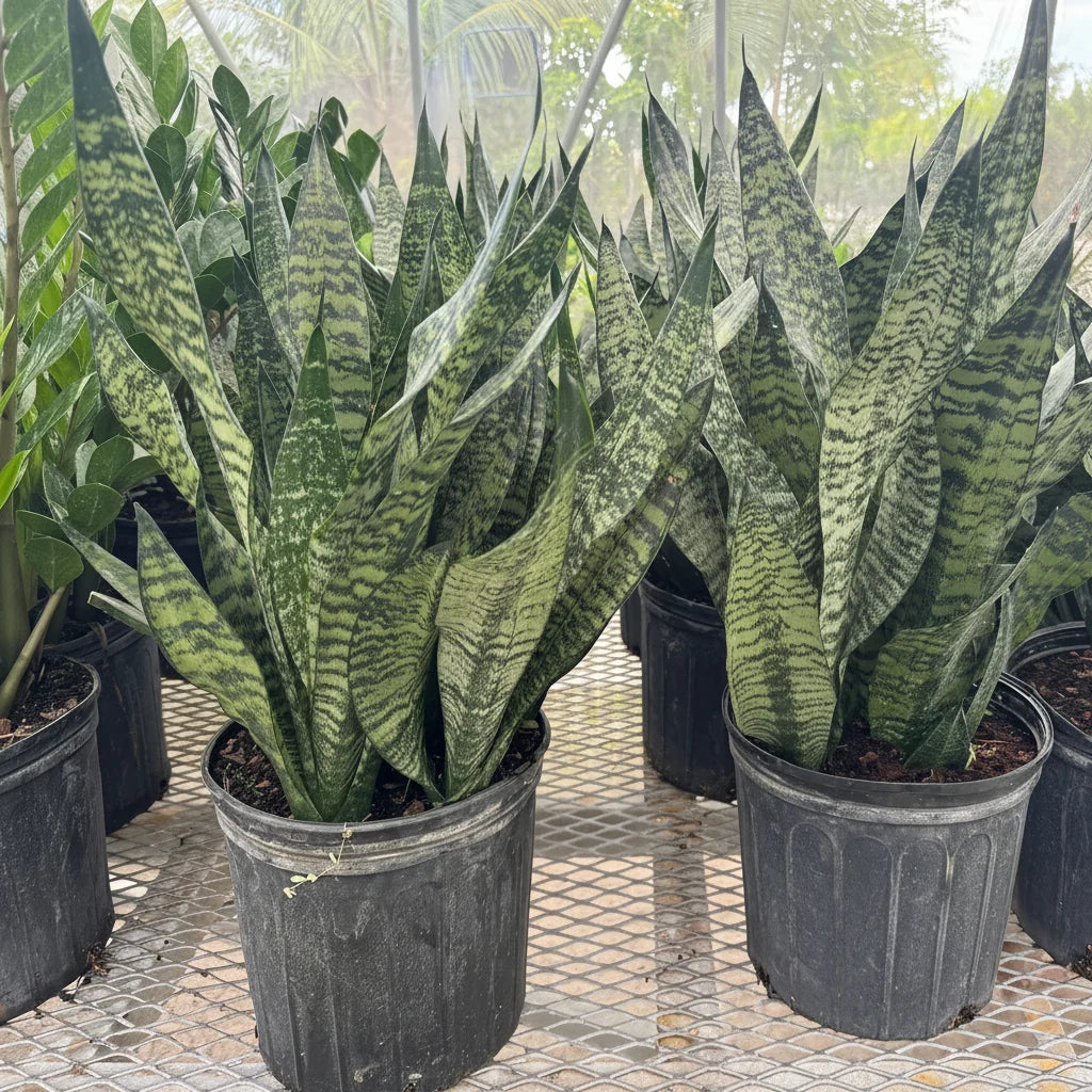 Sansevieria trifasciata, 'Robusta'
