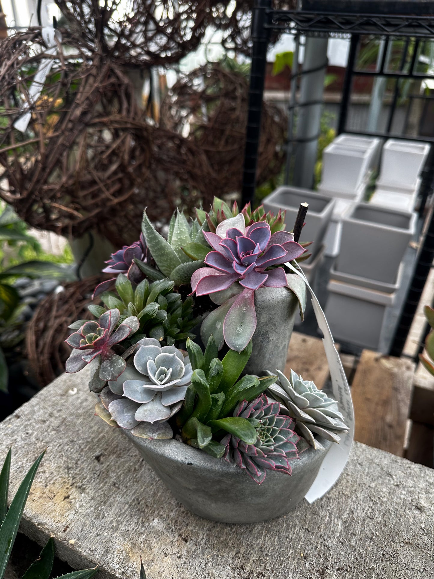 Succulent Workshop