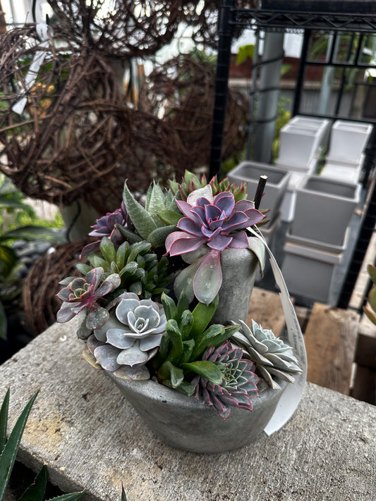 Succulent Workshop