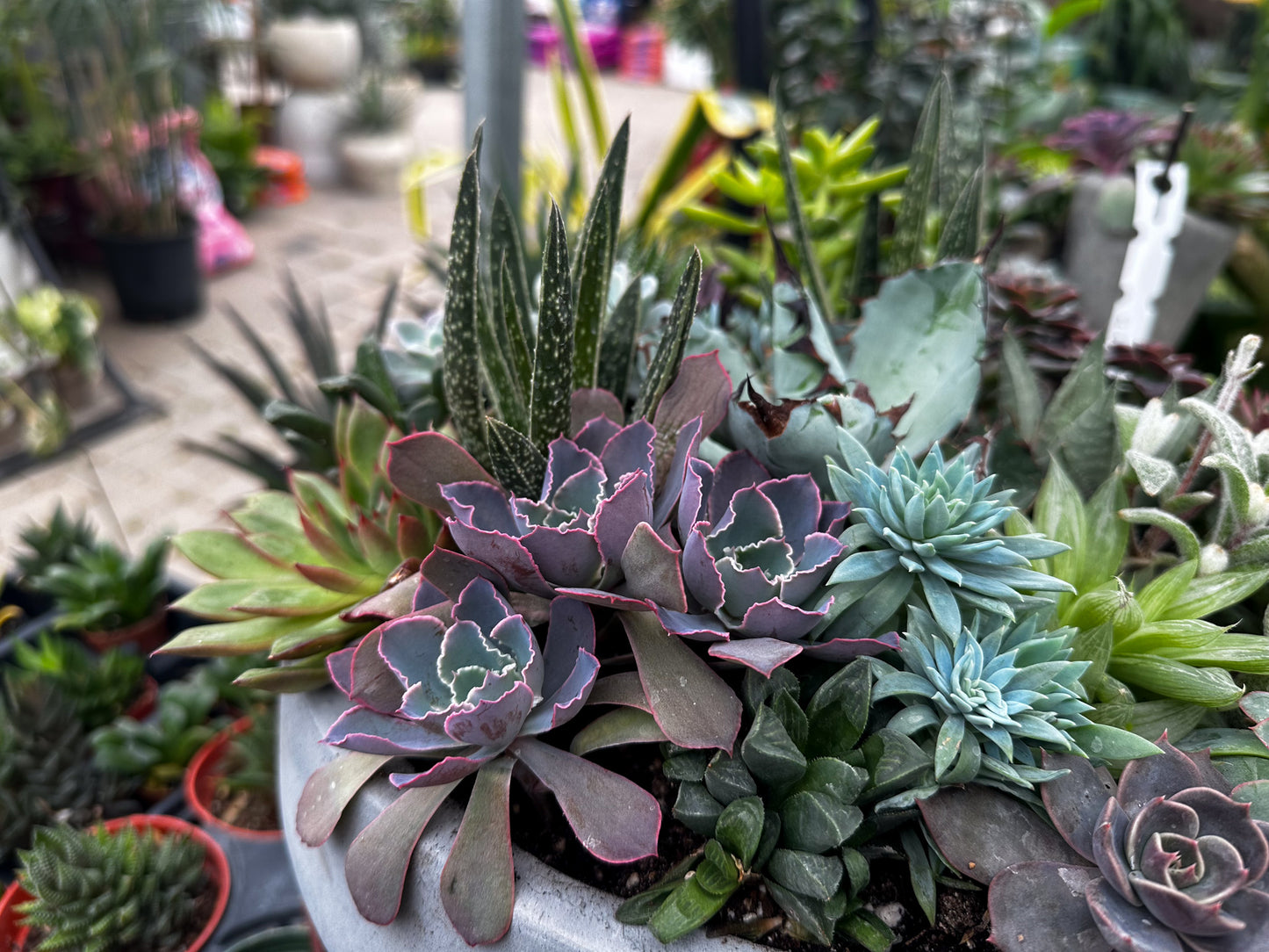 Succulent Workshop