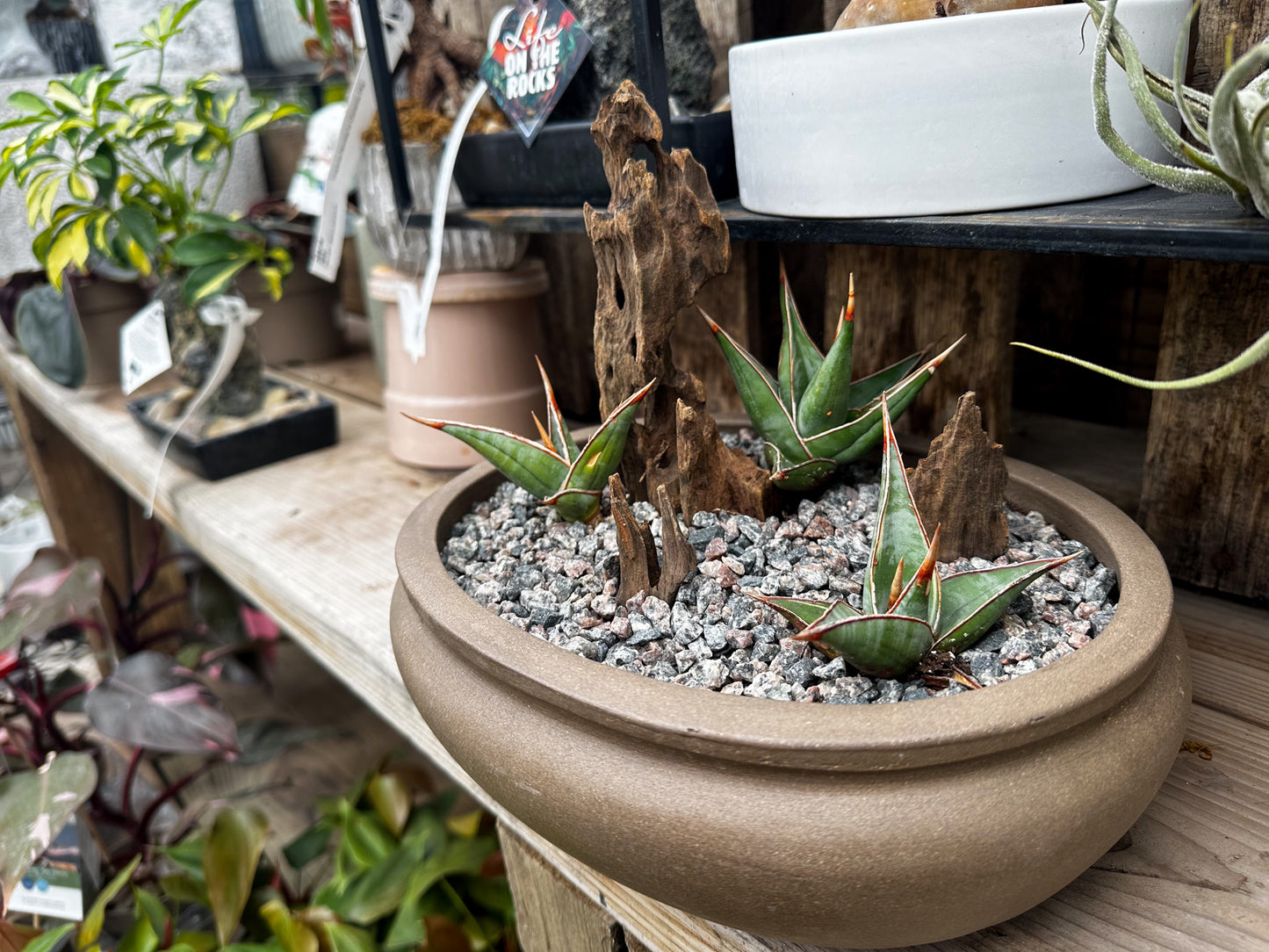 Succulent Workshop