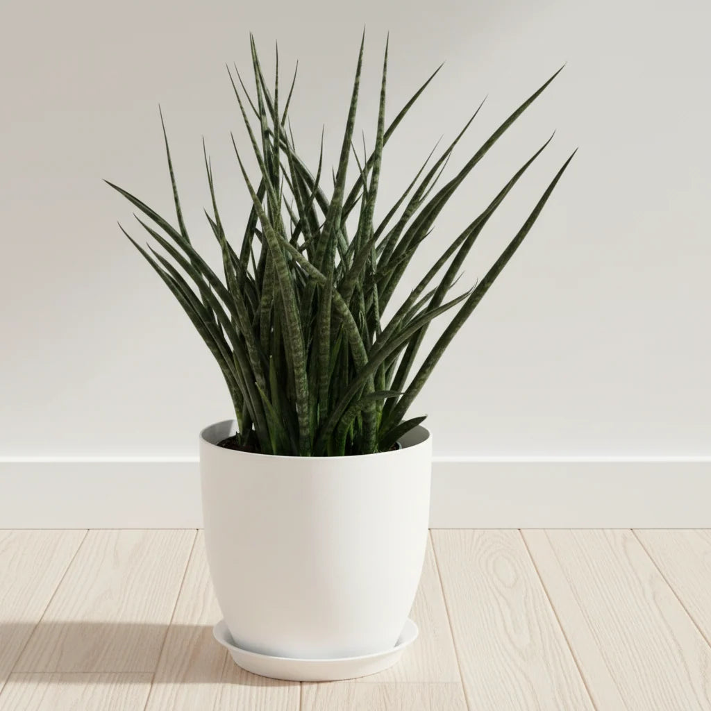 Sansevieria fernwood, 'Mikado'