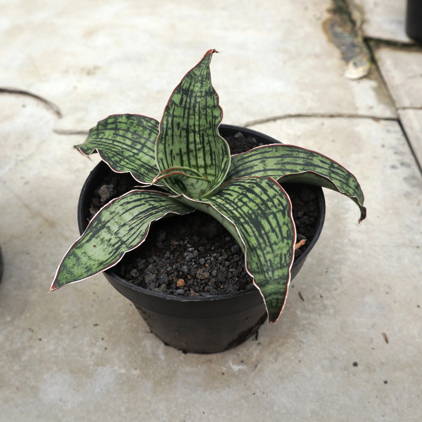 Sansevieria kirkii, 'Cleopatra'