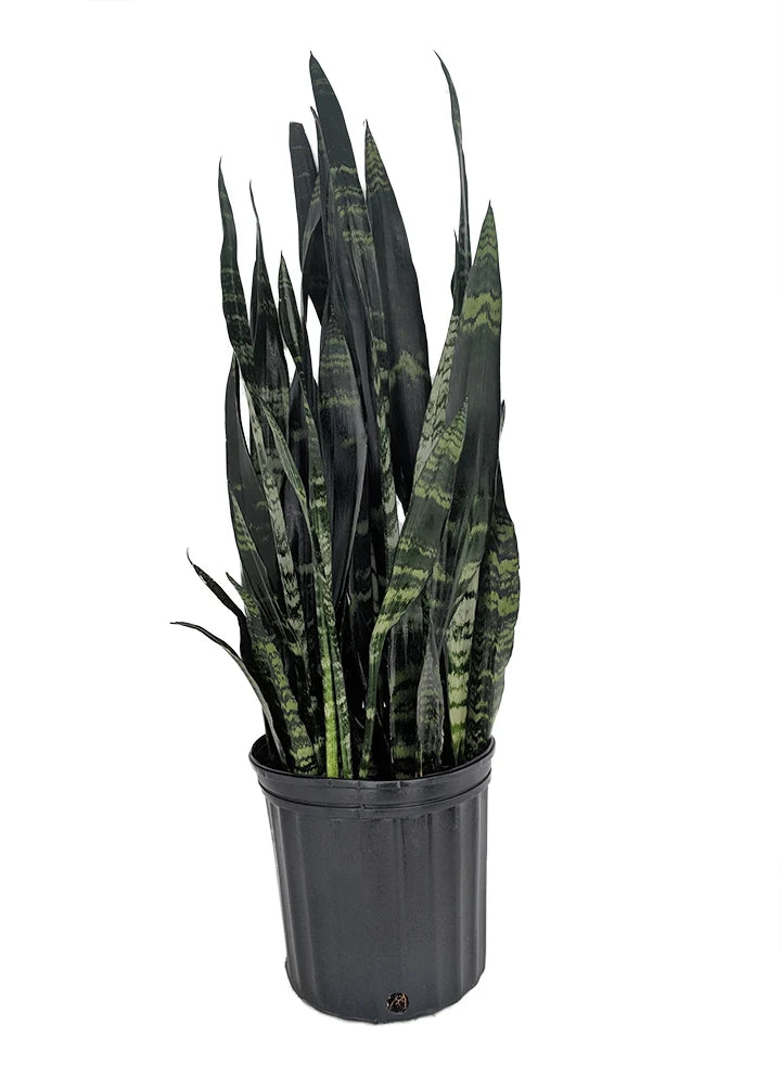 Sansevieria trifasciata, 'Black Coral'