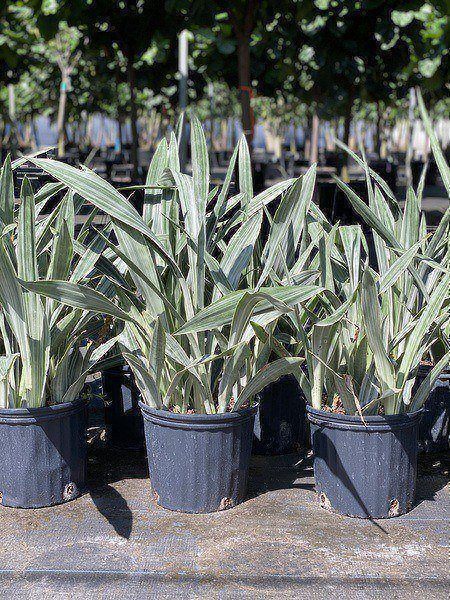 Sansevieria trifasciata, 'Sayuri'