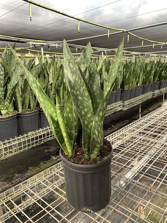Sansevieria trifasciata, 'Jaboa'