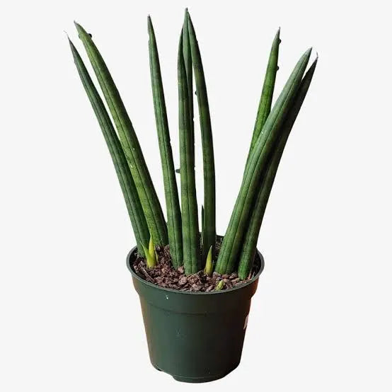 Sansevieria angolensis, 'Cylindrica'