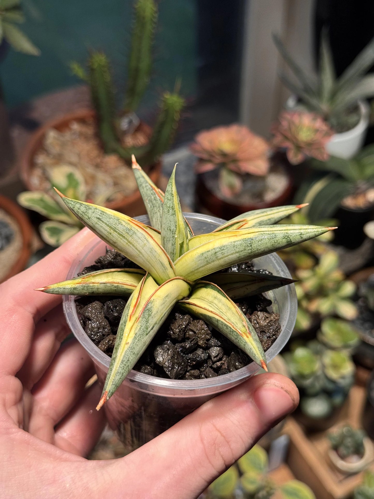 Sansevieria lavranos, 'Blue Clone' Variegated