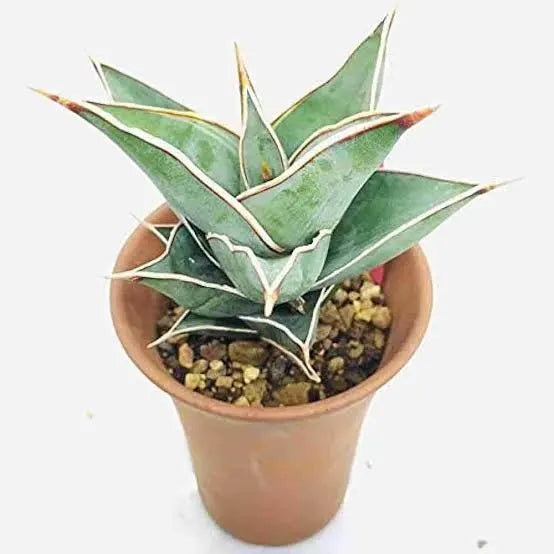 Sansevieria pinguicula
