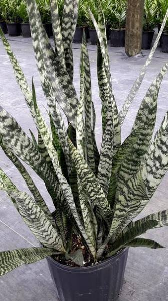 Sansevieria trifasciata, 'Wintergreen'