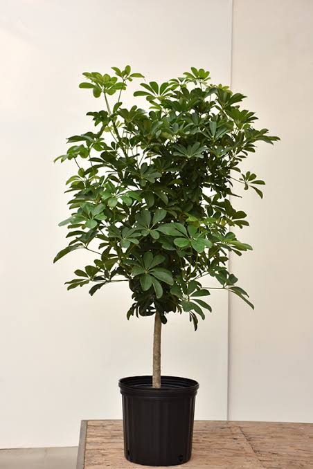 Schefflera, Asst.